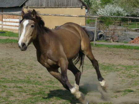 Natálka